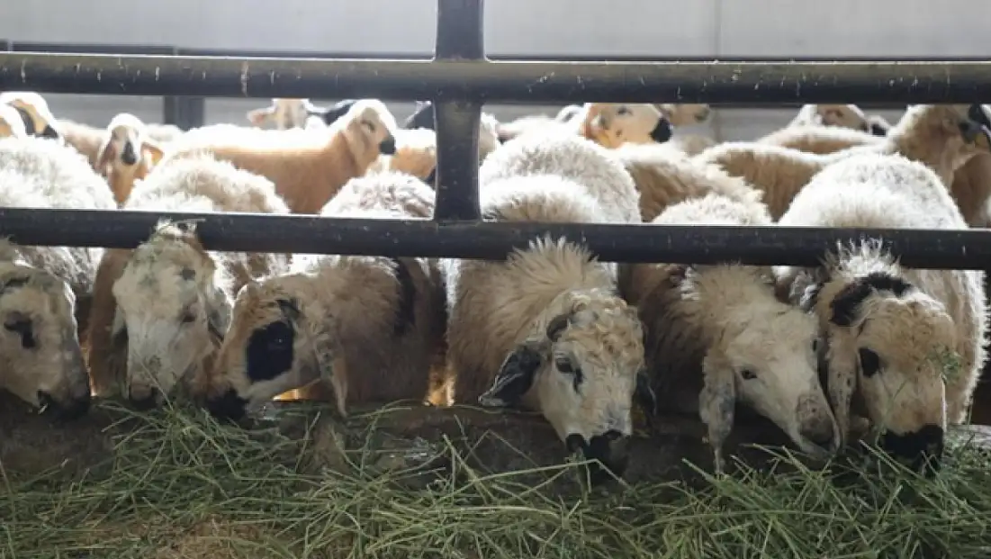 6 köy karantinaya alındı