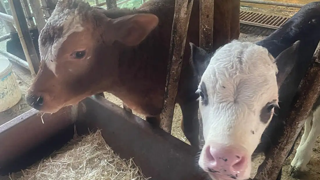 ABD Tarım Bakanlığı: Türkiye’de yıllık 400-500 bin buzağı ölümü oluyor