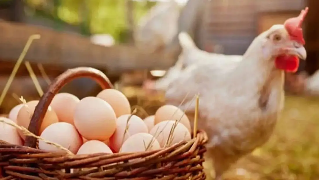 Aralık ayında tavuk eti üretimi 253 bin 993 ton oldu