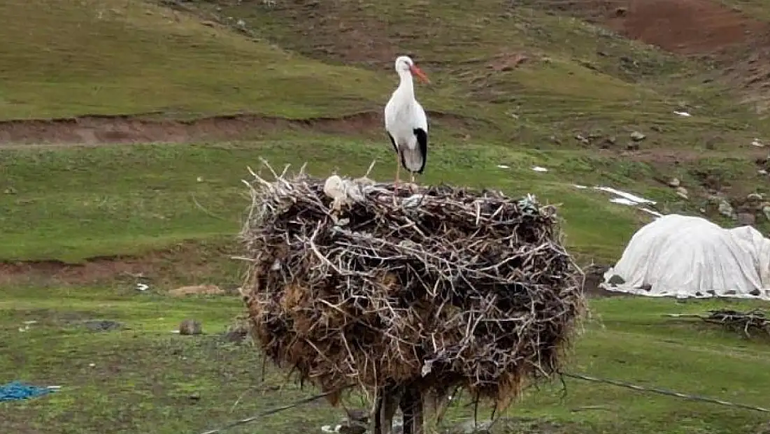 Budaklı köyünde göç etmeyen leylek yıllardır aynı yuvada