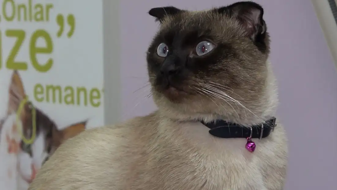 Evcil hayvan sahiplerine mikroçip uyarısı