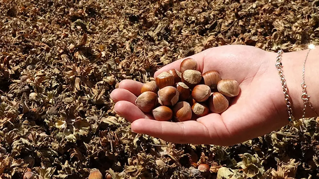 Fındık ihracatındaki düşüş rekolte kaybına bağlandı