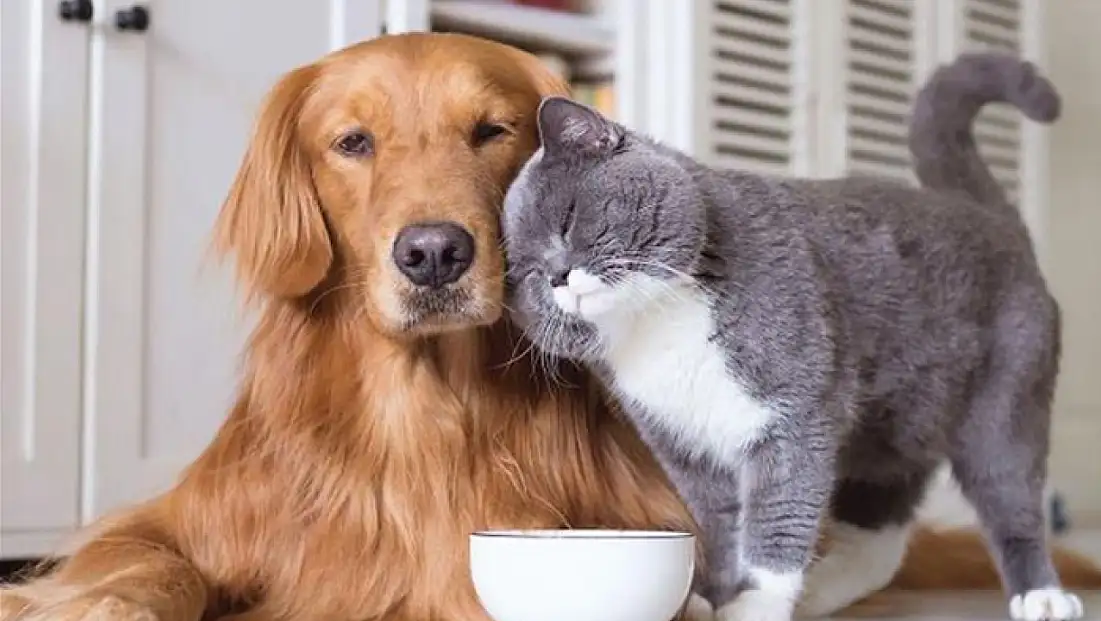 Kasım’da en çok evcil hayvanlar ile ilgili ürünler pahalandı