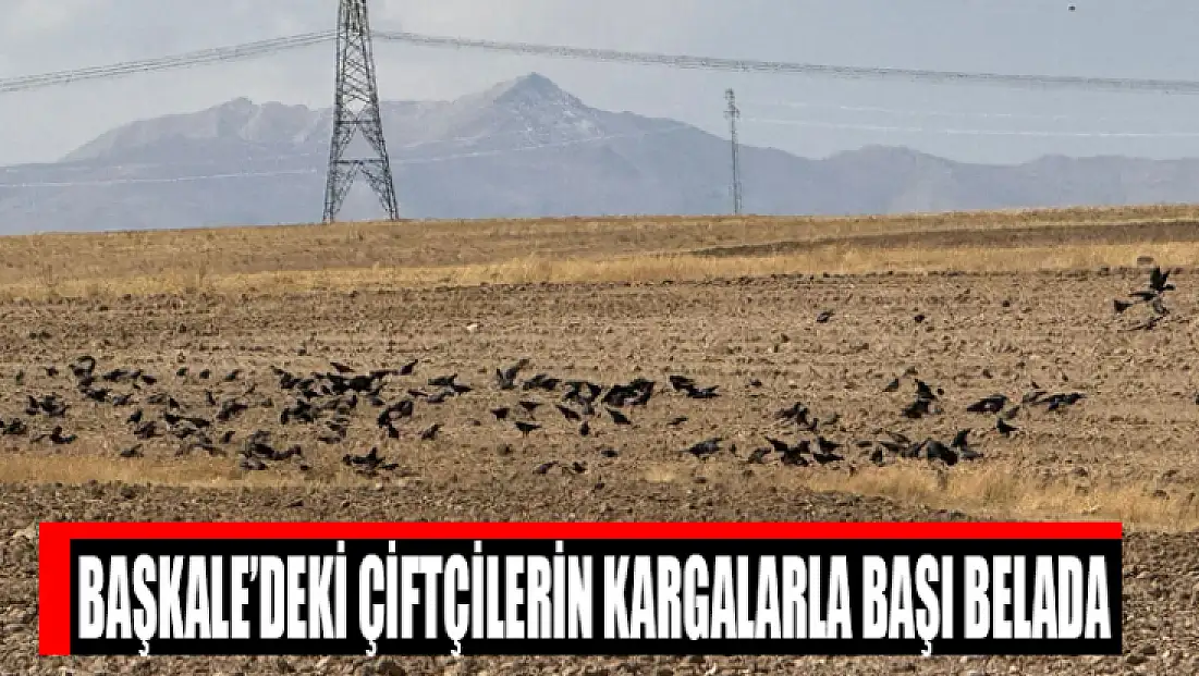 Başkale’deki çiftçilerin kargalarla başı belada