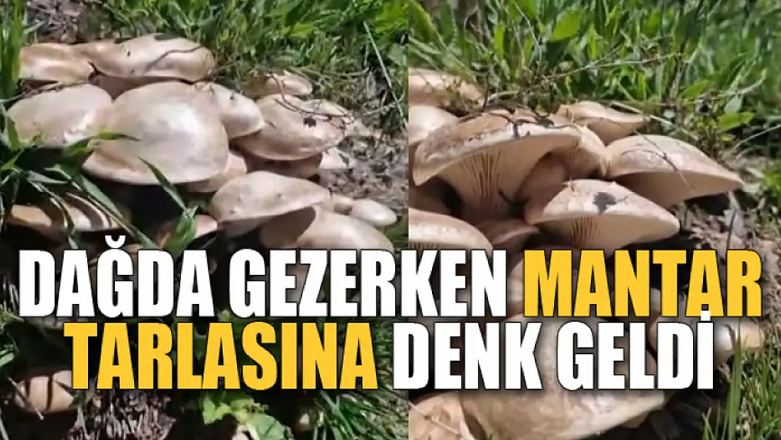 Dağda gezerken mantar tarlası buldu