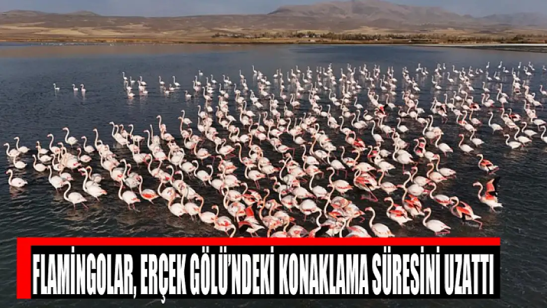 Flamingolar, Erçek Gölü’ndeki konaklama süresini uzattı