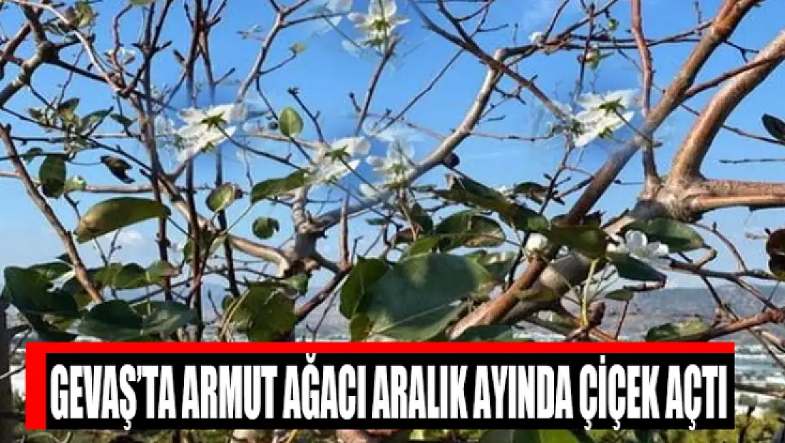 Gevaş’ta armut ağacı Aralık ayında çiçek açtı