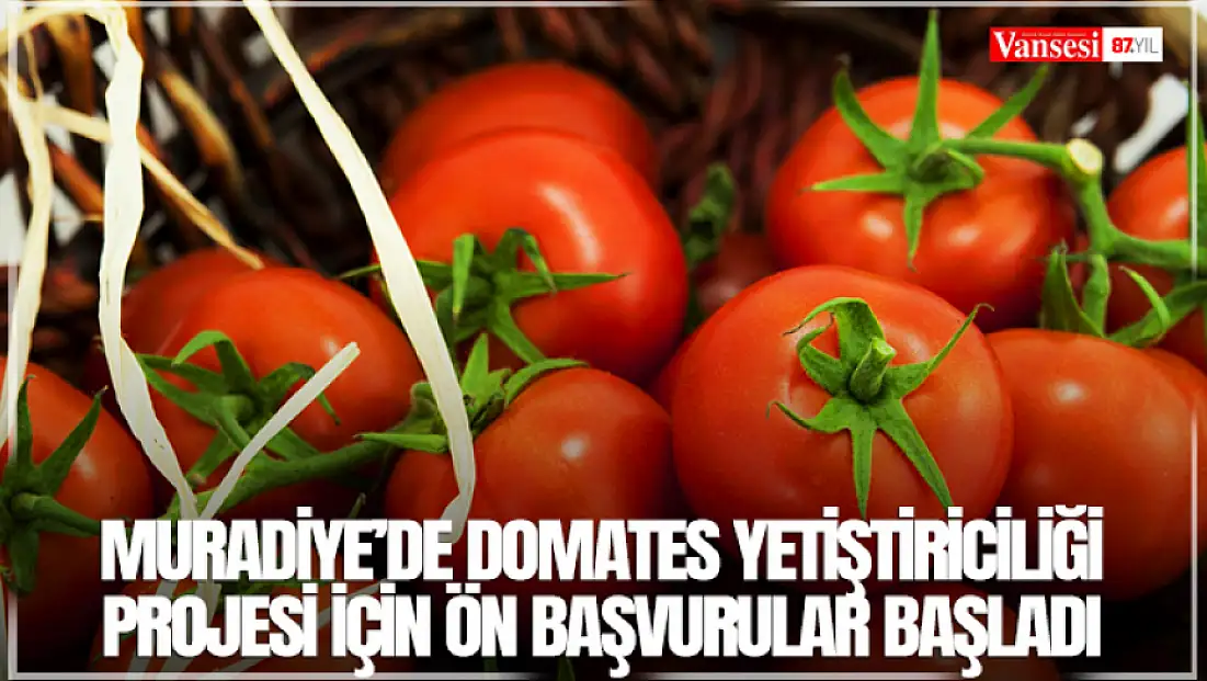 Muradiye’de Domates Yetiştiriciliği projesi için ön başvurular başladı