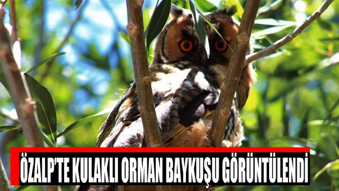 Özalp’te kulaklı orman baykuşu görüntülendi