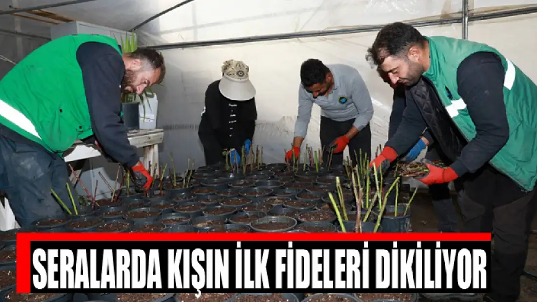 Seralarda kışın ilk fideleri dikiliyor