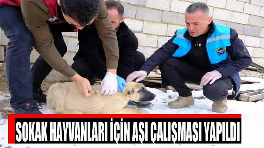 Sokak hayvanları için aşı çalışması yapıldı