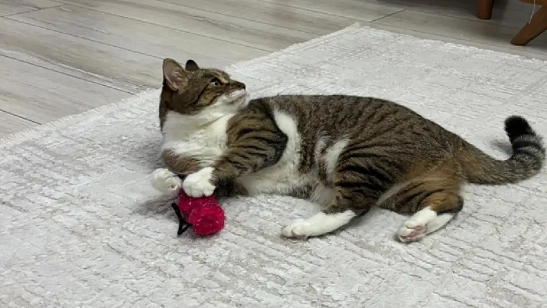 Uzmandan evcil hayvanlarda aşı uyarısı