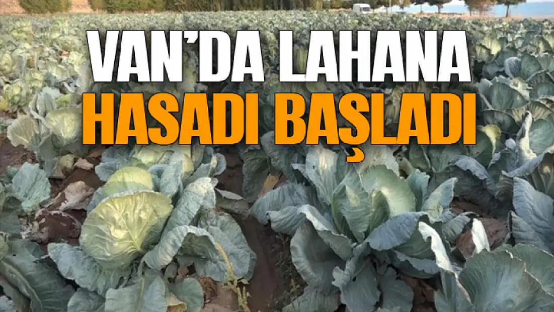 Van’da lahana hasadı başladı