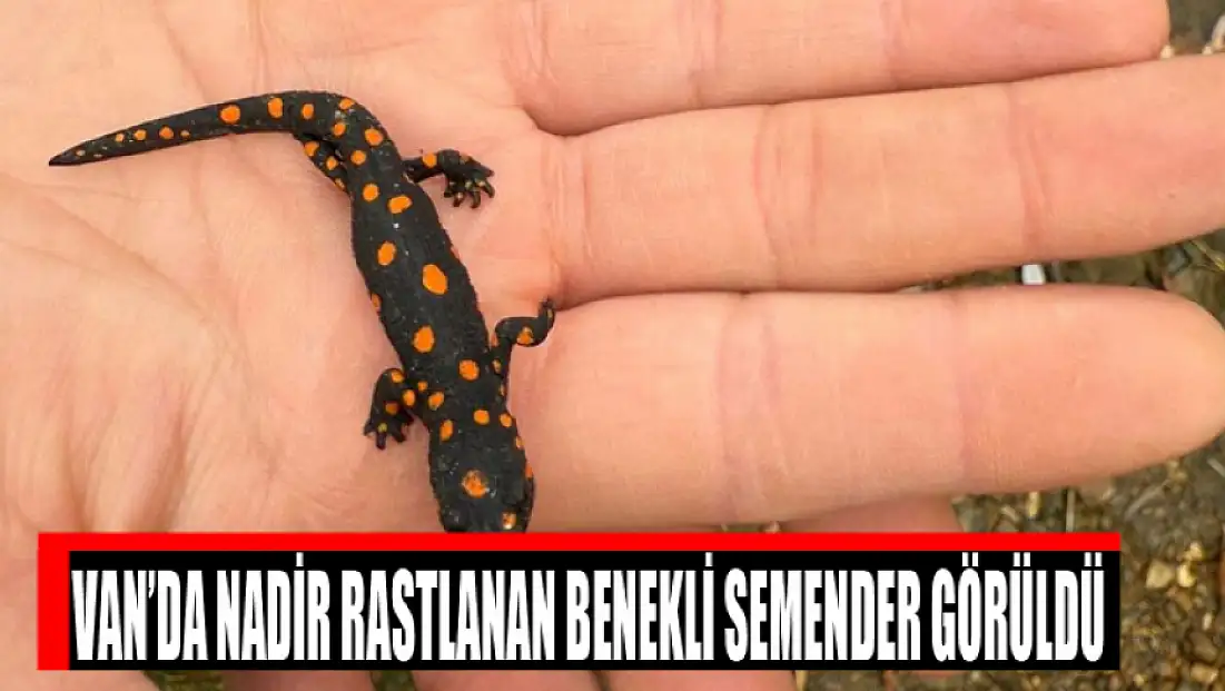 Van’da nadir rastlanan benekli semender görüldü