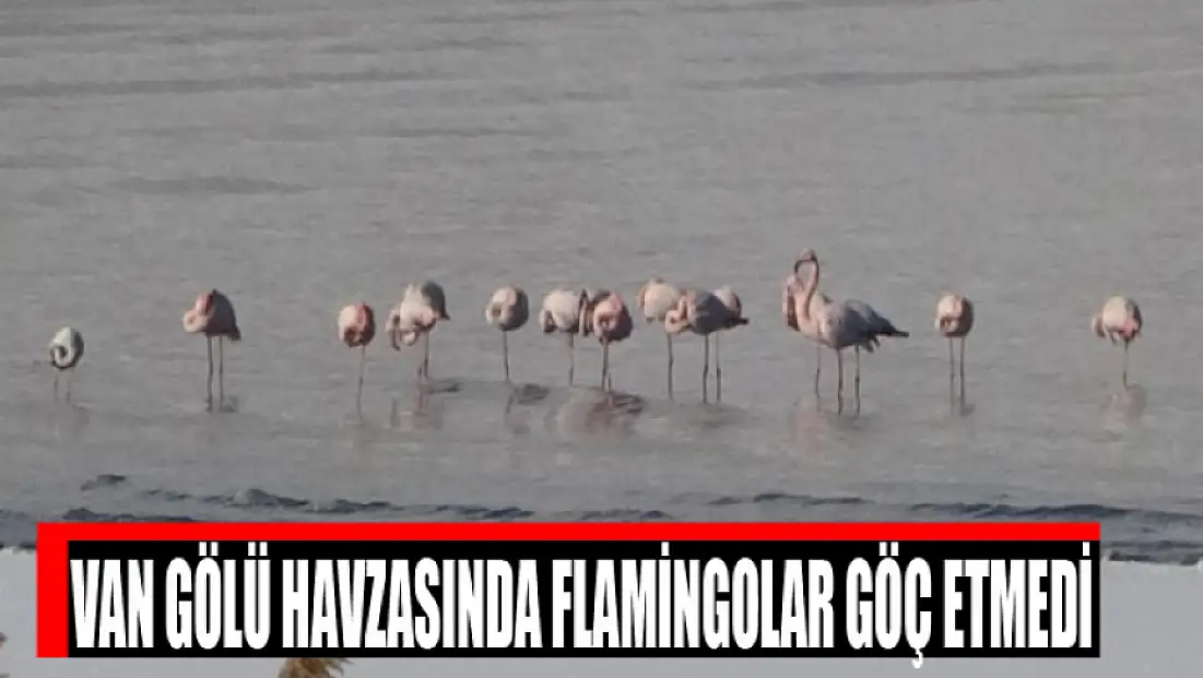Van Gölü Havzasında flamingolar göç etmedi