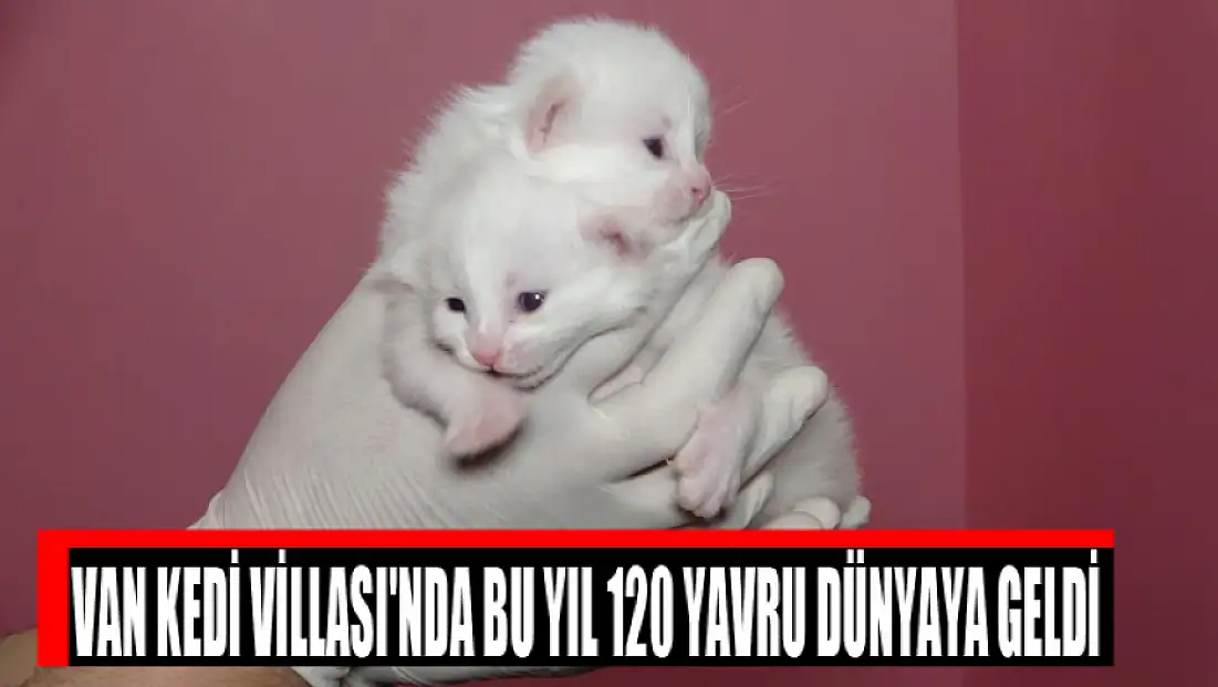 Van Kedi Villası'nda bu yıl 120 yavru dünyaya geldi
