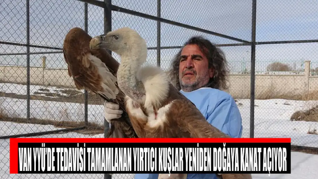 Van YYÜ’de tedavisi tamamlanan yırtıcı kuşlar yeniden doğaya kanat açıyor