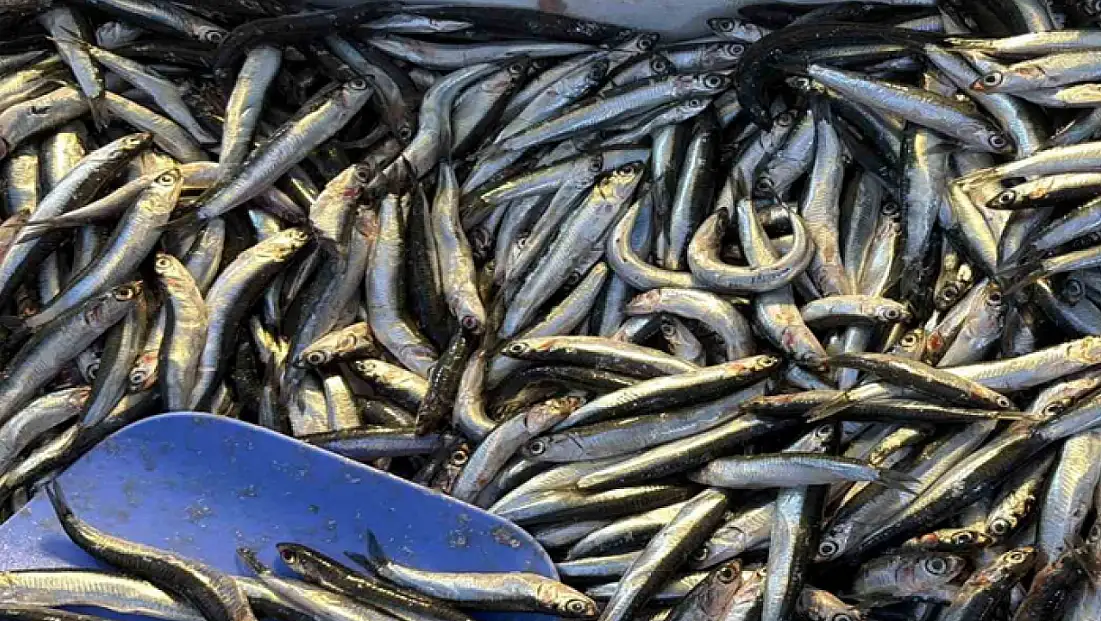 Palamut Gürcistan’a kaçınca tezgahlar hamsiyle doldu