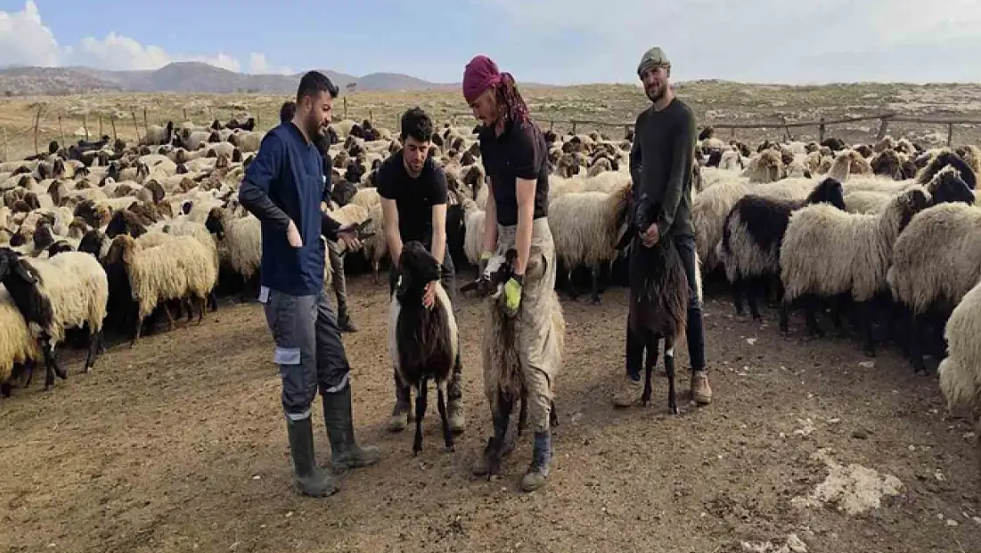 Şırnak’ta hayvancılığa 2025’te güçlü dokunuş