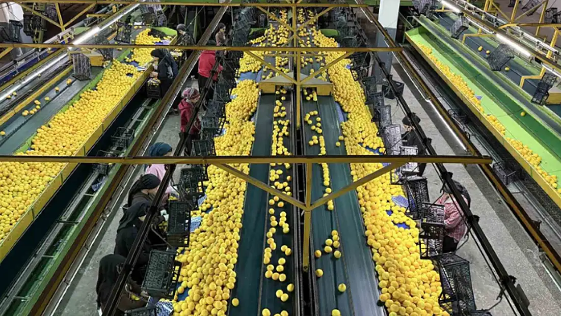 Yeni yıl öncesi narenciyede yoğun hasat