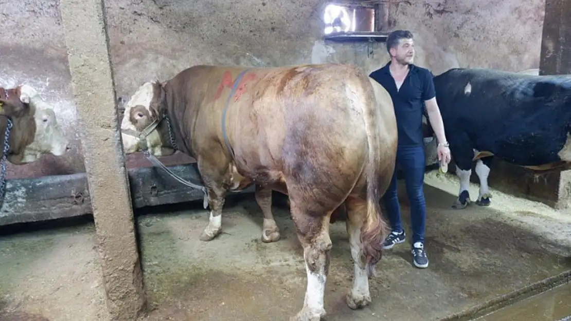 1 ton 200 kiloluk tosun 400 bin liraya satıldı