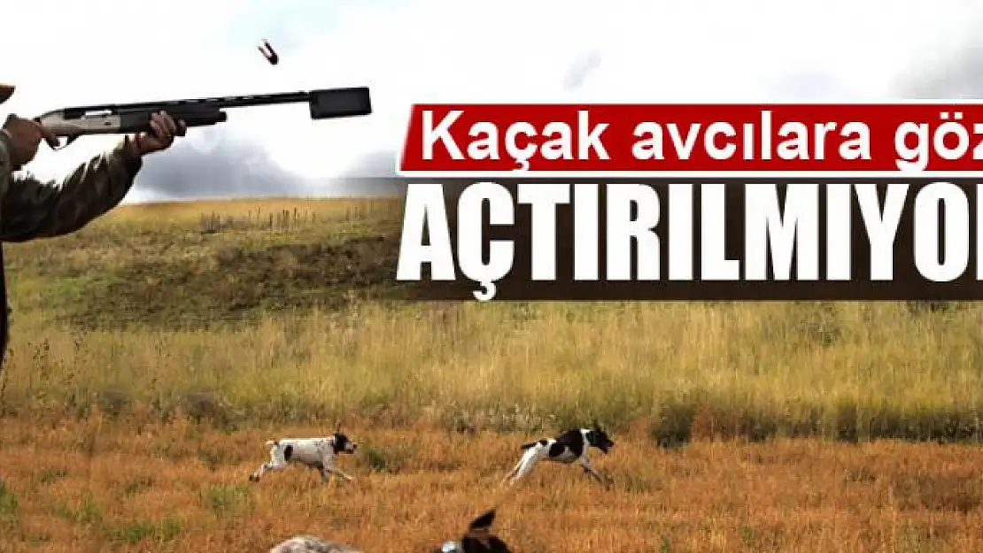 Kaçak avcılara göz açtırılmıyor