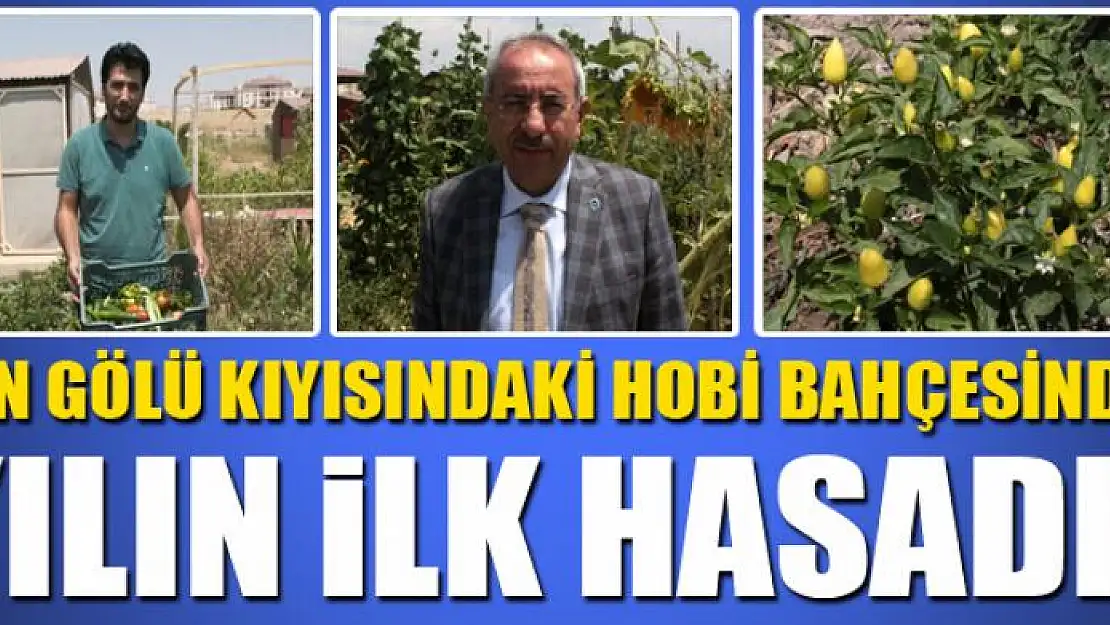 Van Gölü kıyısındaki hobi bahçesinde yılın ilk hasadı 