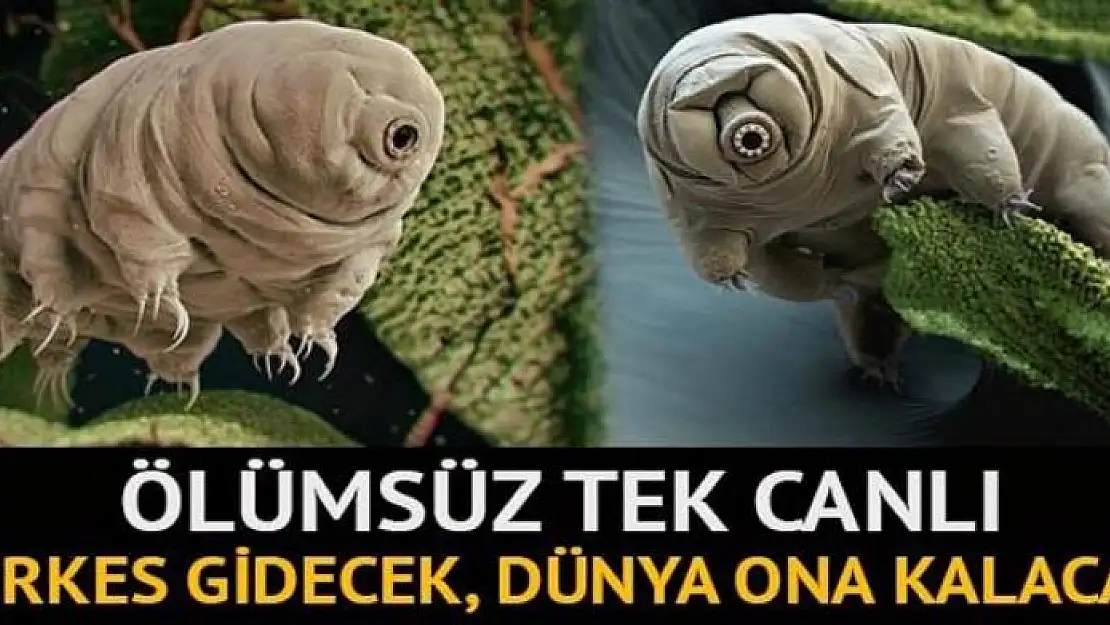 10 milyar yıl yaşayabilen ilginç canlı: Tardigrad