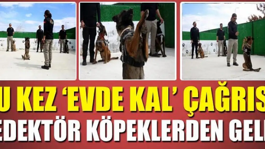 Bu kez 'Evde kal' çağrısı, dedektör köpeklerden geldi