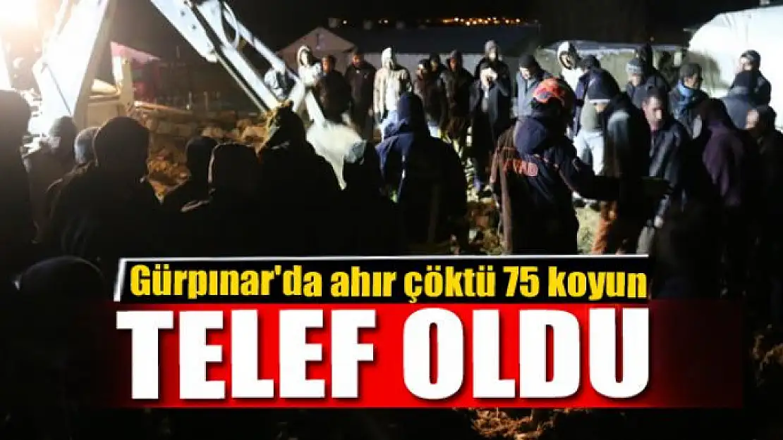 Gürpınar'da ahır çöktü 75 koyun telef oldu