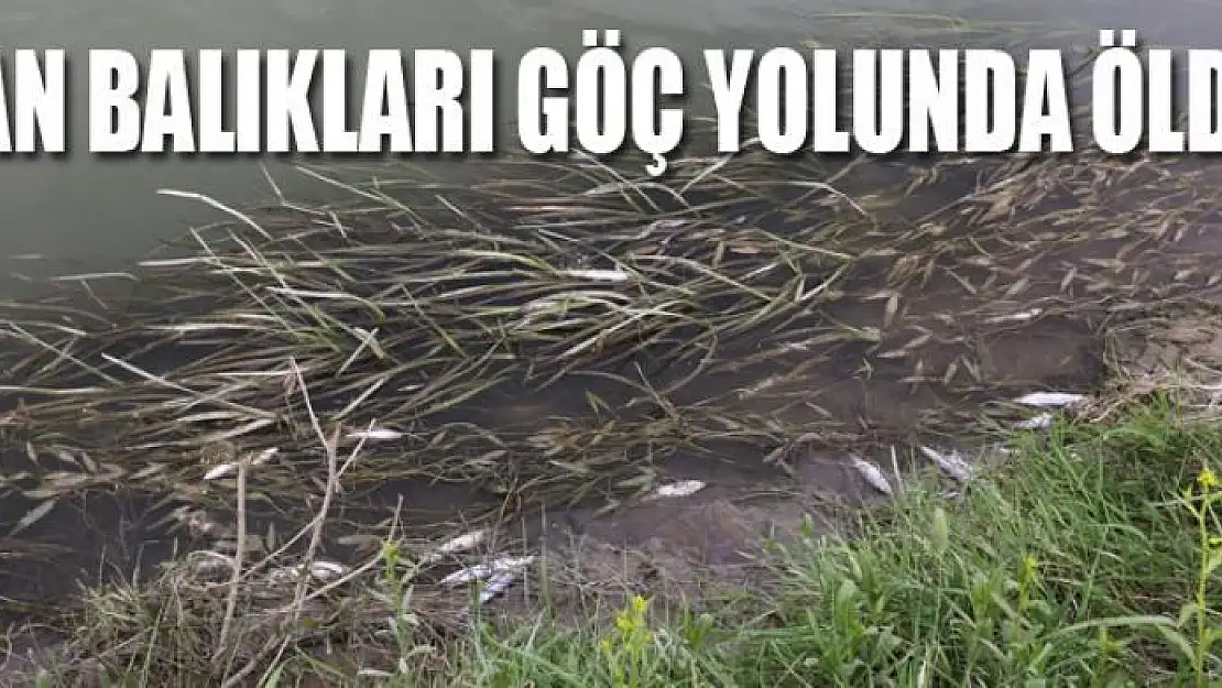 Van balıkları göç yolunda öldü