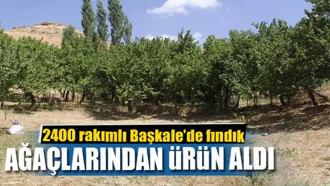 2400 rakımlı Başkale'de fındık ağaçlarından ürün aldı 