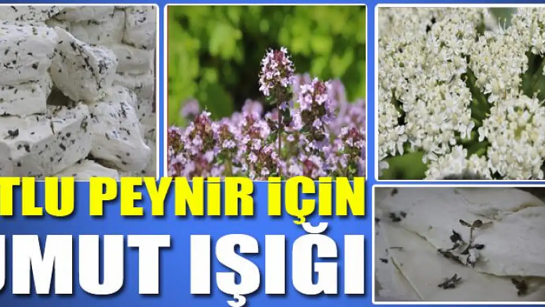 Otlu peynir için umut ışığı