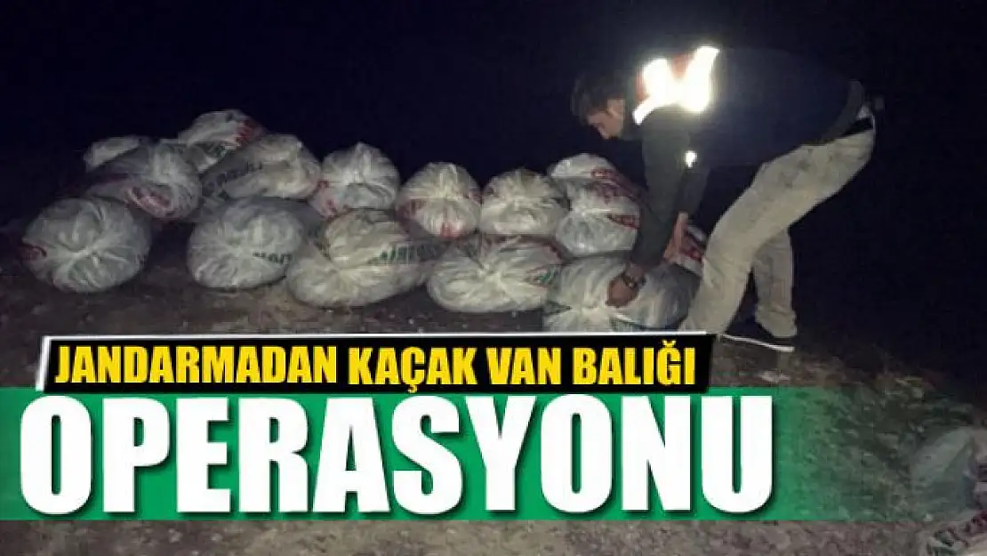 Jandarmadan Kaçak Van balığı operasyonu 