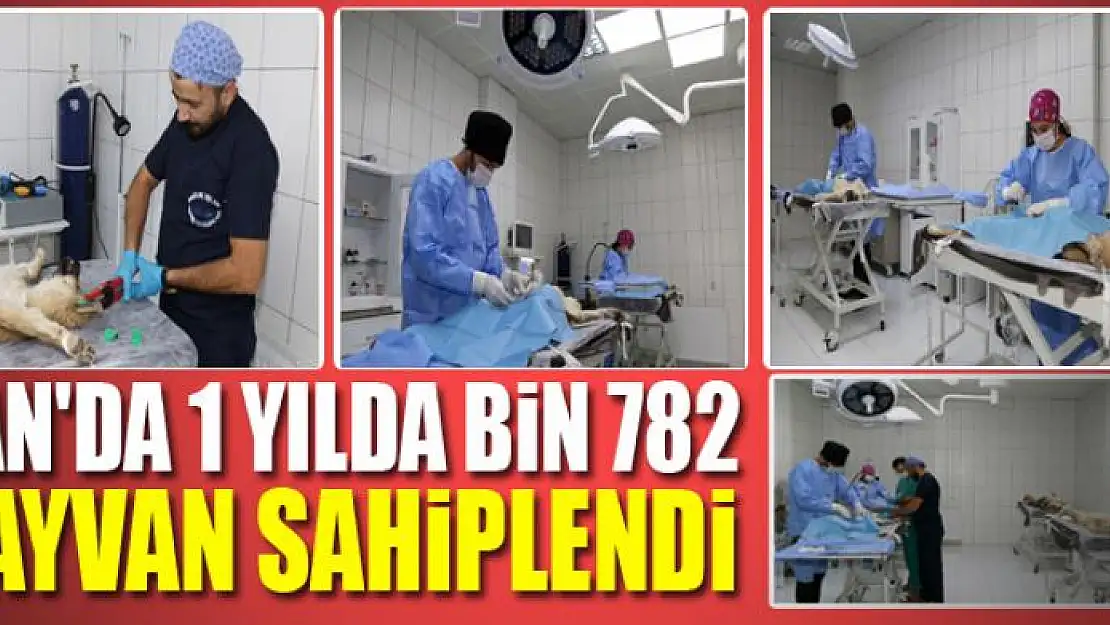 VAN'DA 1 YILDA BİN 782 HAYVAN SAHİPLENDİ