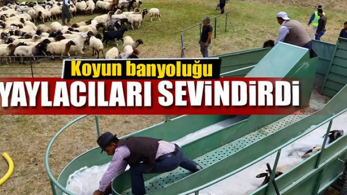 Koyun banyoluğu yaylacıları sevindirdi 