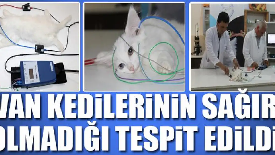 Van kedilerinin sağır olmadığı tespit edildi 