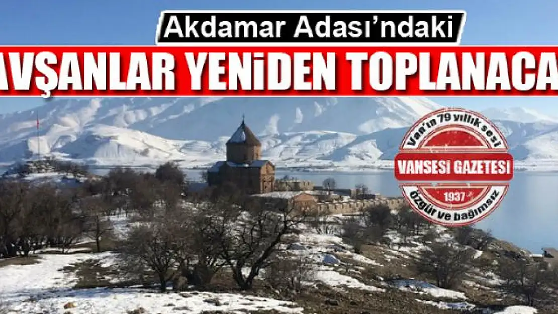 Akdamar Adası'ndaki tavşanlar yeniden toplanacak