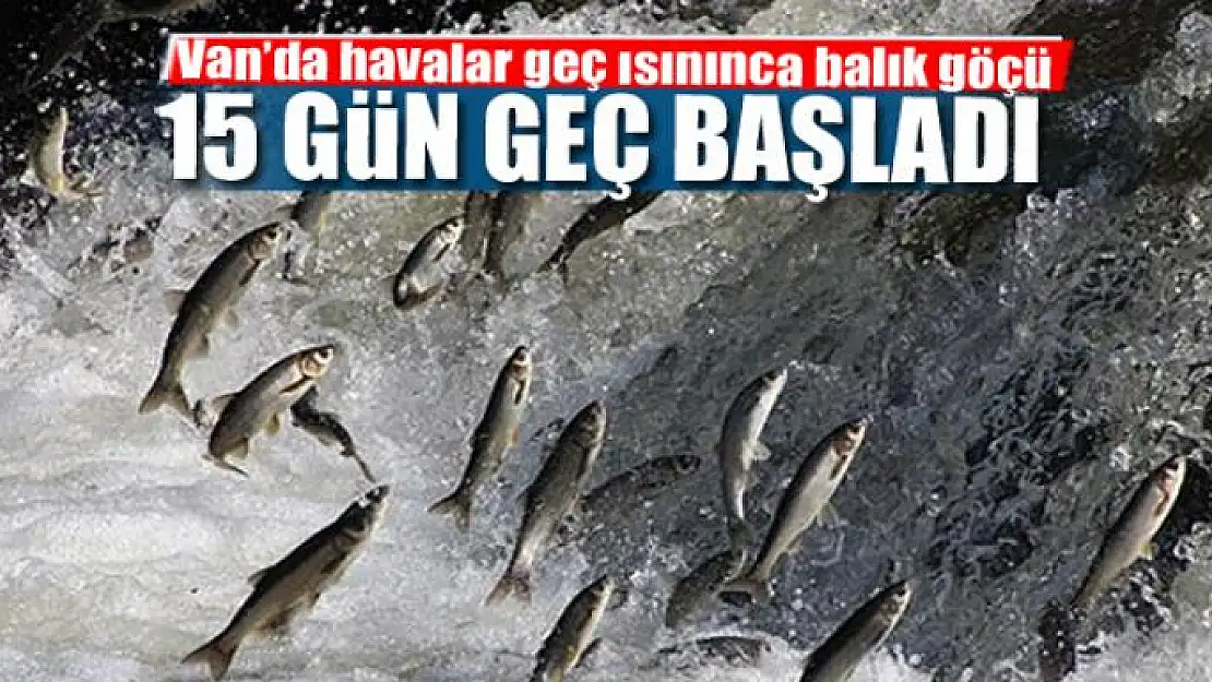 Van'da havalar geç ısınınca balık göçü 15 gün geç başladı 