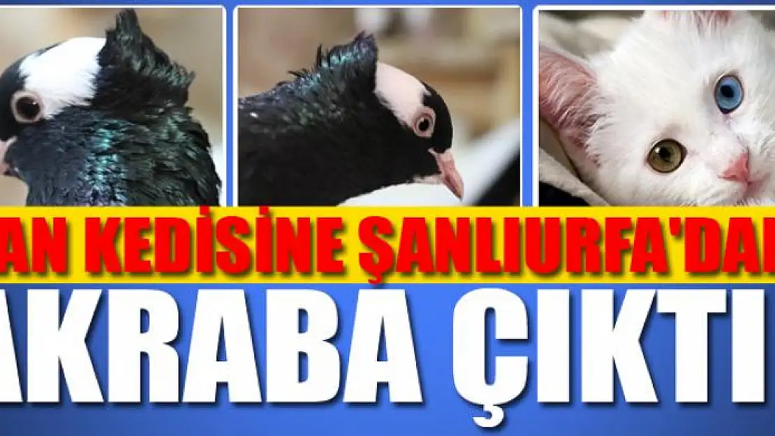 VAN KEDİSİNE ŞANLIURFA'DAN AKRABA ÇIKTI