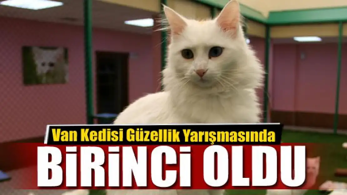 Van Kedisi Güzellik Yarışmasında birinci oldu