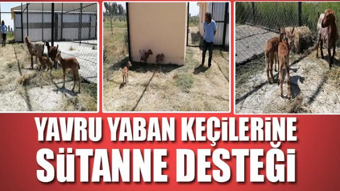 Yavru yaban keçilerine sütanne desteği