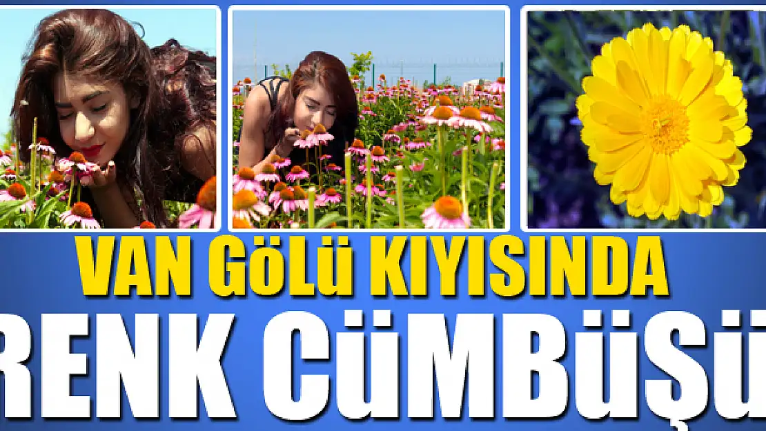 Van Gölü kıyısında renk cümbüşü