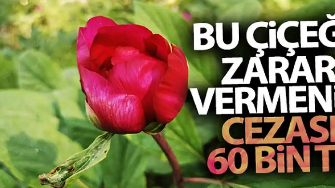 Bu çiçeği koparmak ya da zarar vermenin cezası 60 bin lira