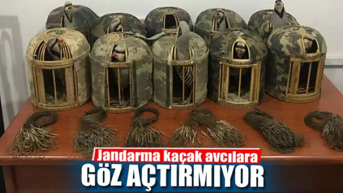 Jandarma kaçak avcılara göz açtırmıyor