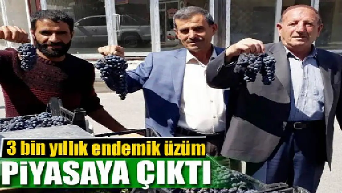 Erciş'in 3 bin yıllık endemik üzümü piyasaya çıktı