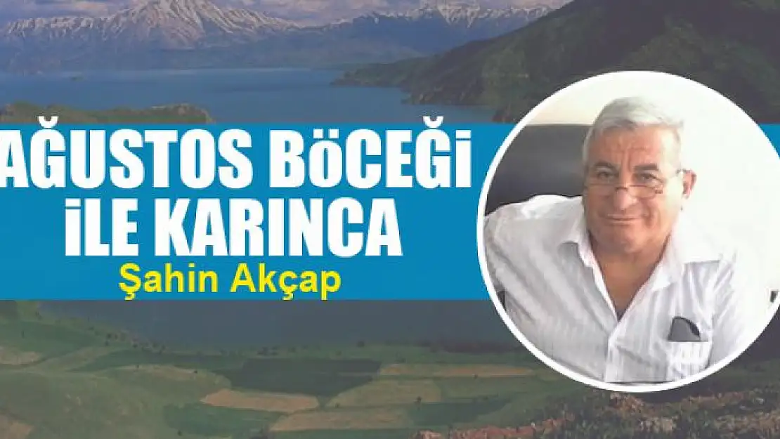 Ağustos böceği ile Karınca