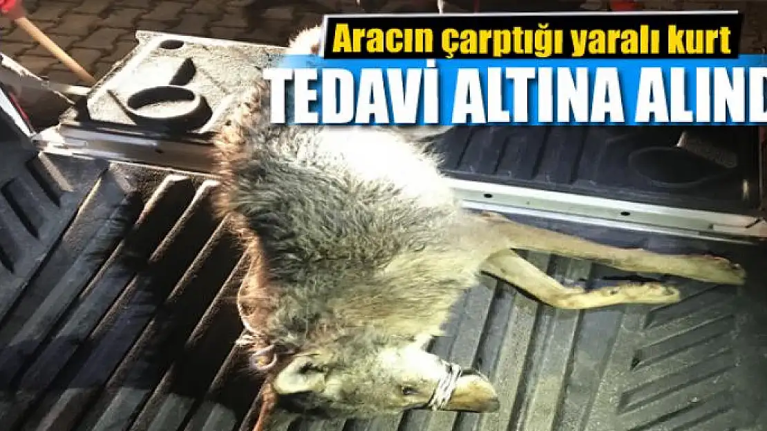 Aracın çarptığı yaralı kurt tedavi altına alındı