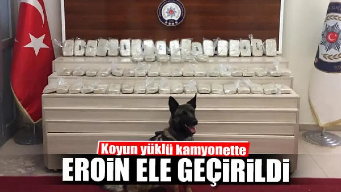 Koyun yüklü kamyonette 32 kilo eroin ele geçirildi