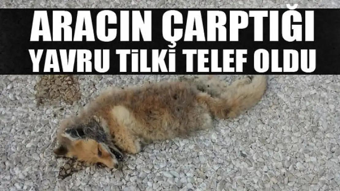  Aracın çarptığı yavru tilki telef oldu